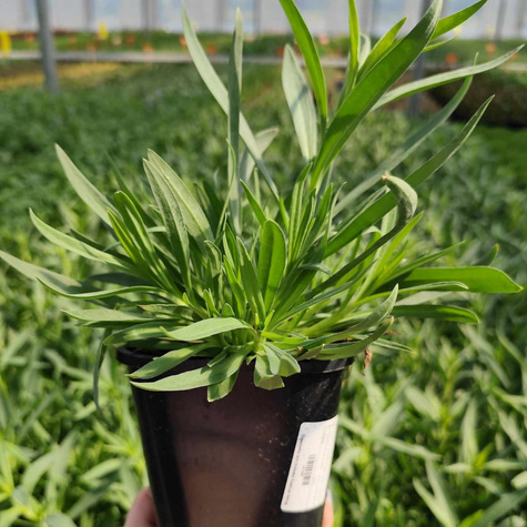 Gipsówka wiechowata Festival White (C2)