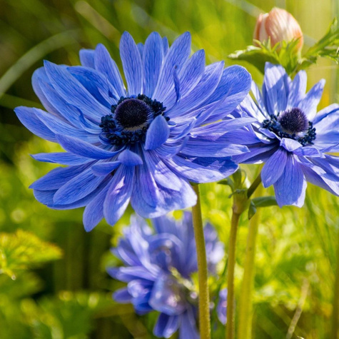 Zawilec Wieńcowy Pełny Lord Lieutenant fioletowy