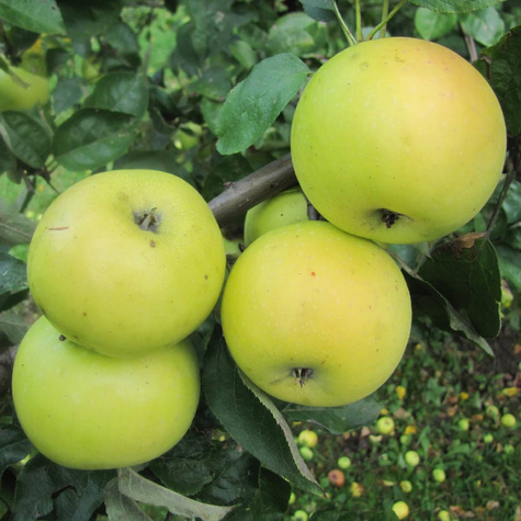 Duo Jabłoń Kosztela + Gloster Plant Pack