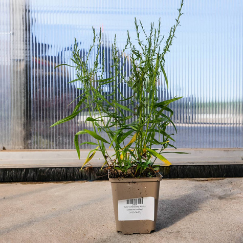 Aster wrzosolistny Alaska (C2)