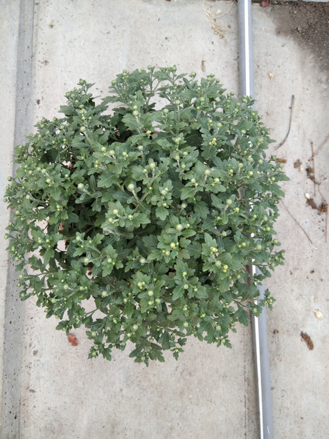 Chryzantema drobnokwiatowa fioletowa DUŻA DONICA