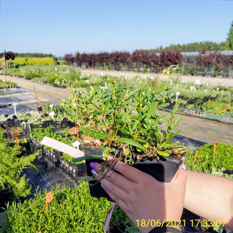 Posłonek Amabile Plenum (P9)