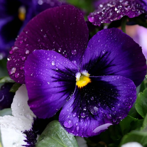 Bratek szwajcarski fioletowo-modry z plamą 0,5g