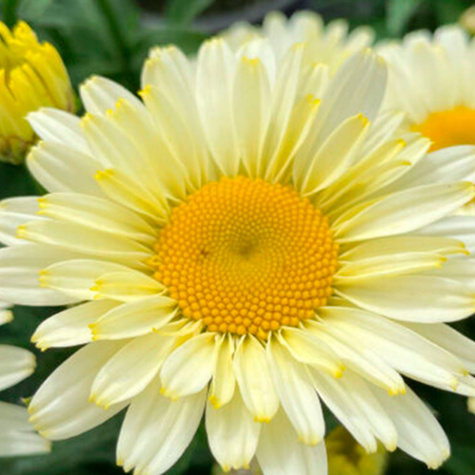 Złocień wielki Lacrème (C2)