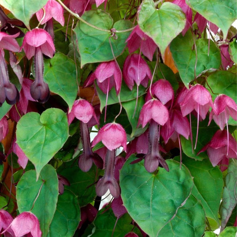 Rodochiton purpurowy 5szt. nasion