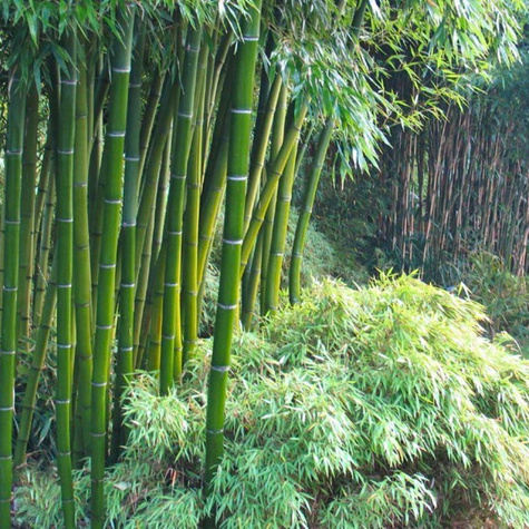 Bambus Phyllostachys Pubescens mrozoodporny (C2)