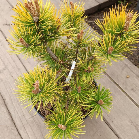 Sosna górska Amber Gold Pa (C2)