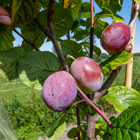 Śliwa Andres Plant Pack