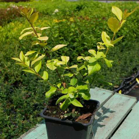 Ligustr okrągłolistny Vicaryi (P9)