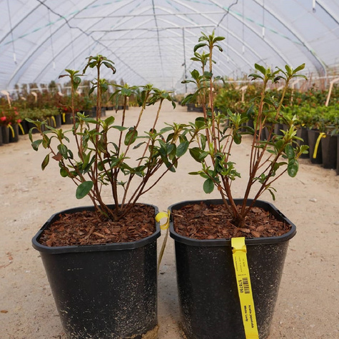 Azalia japońska White Lady (C2)