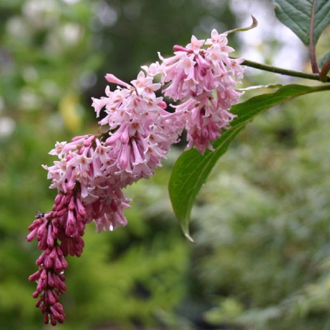 Lilak zwisłokwiatowy zwisający (C1.7)