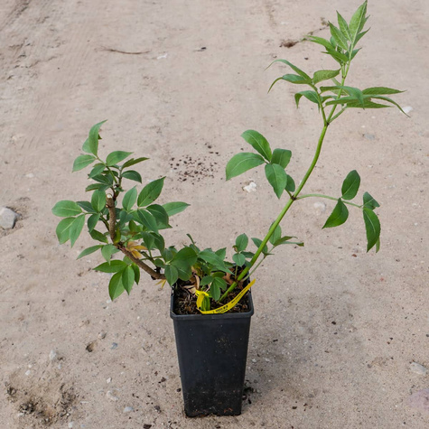 Bez czarny Sampo najplenniejsza odmiana bzu (C2)