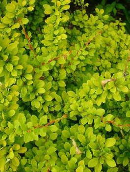 Berberys Thunbergii Sunsation PA 40cm