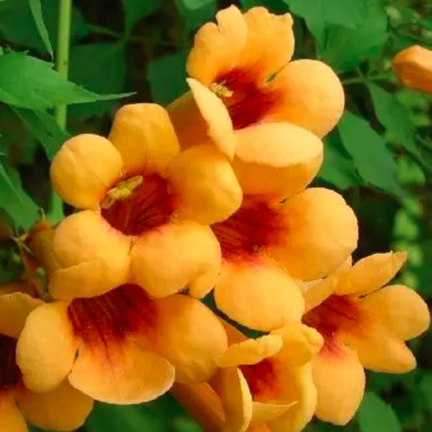 Milin amerykański Flava