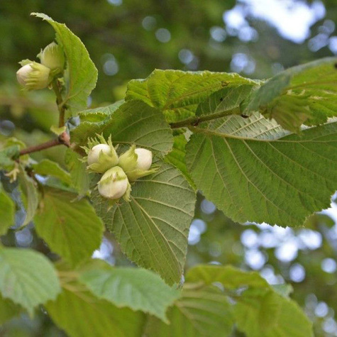 Leszczyna Pospolita (C2)