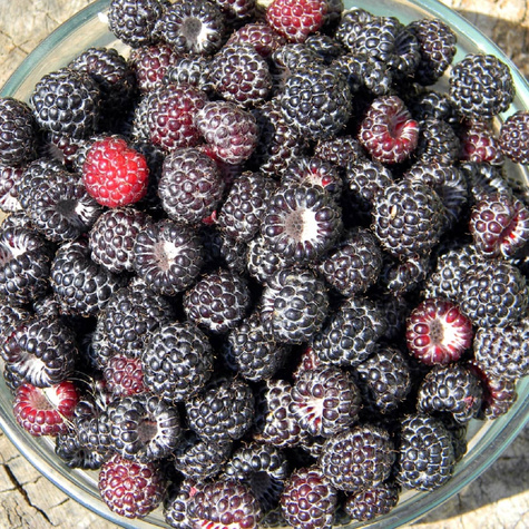 Malina czarna Plant Pack