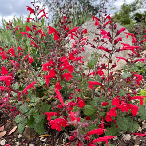 Szałwia Hot Trumpets (C2)