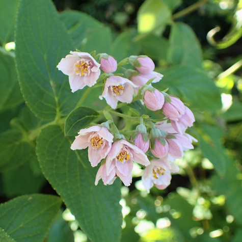 Żylistek Rosea Plena (P9)