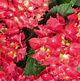 Hortensja ogrodowa Red Beauty 