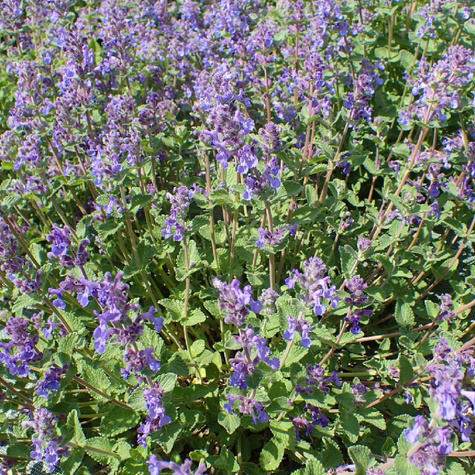 Kocimiętka Faassena