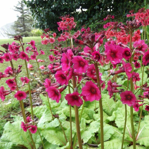 Pierwiosnek japoński Miller's Crimson