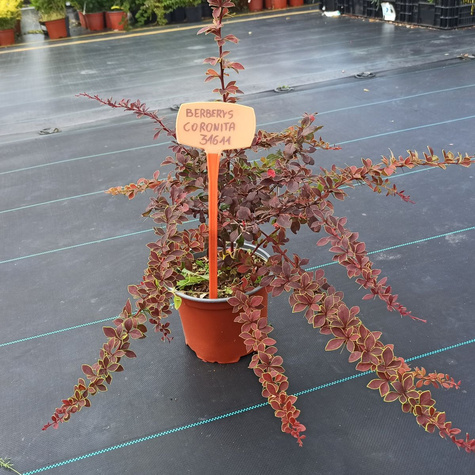 Berberys Thunberga Coronita (C2)