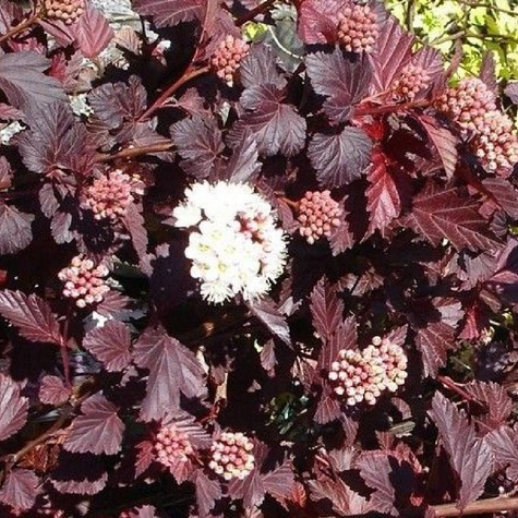 Pęcherznica kalinolistna Lady in Red (C1.7)