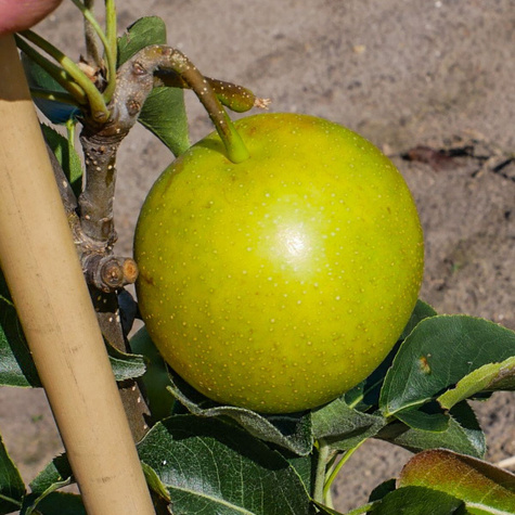 Grusza azjatycka Nijisseiki New Century najsłodsza Plant Pack