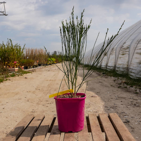 Szczodrzeniec Żarnowiec Hollandia różowo-biały (C2)