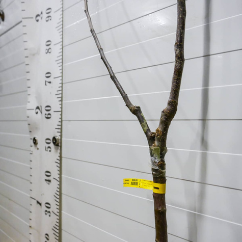 Duo Jabłoń Golden Delicious+Szara Reneta Plant Pack