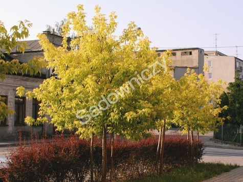 Klon jesionolistny Odessanum szczepiony na pniu h 200-250cm