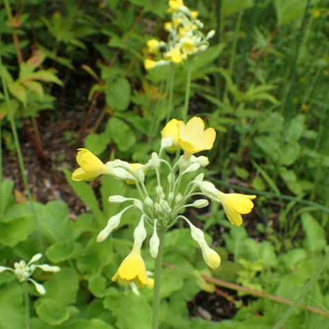 Pierwiosnek kwiecisty (P9)