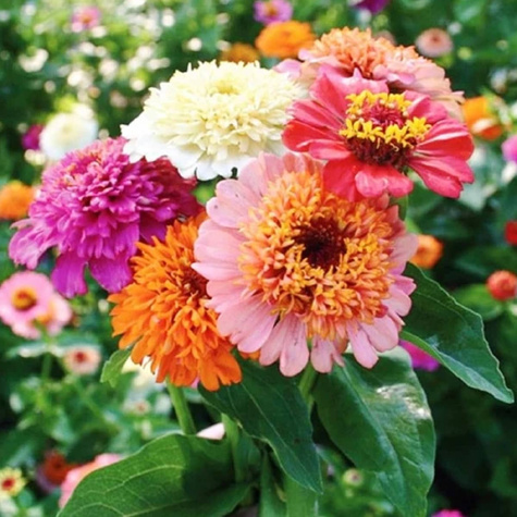 Cynia daliowa skabiozowa mix 1g