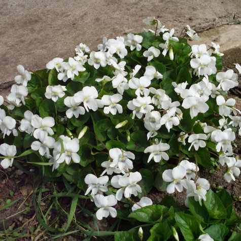 Fiołek motylkowaty Albiflora (C2)