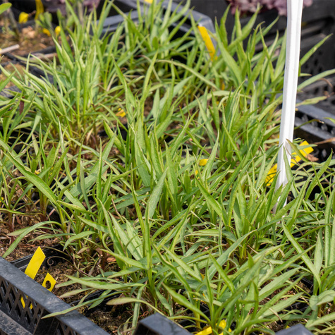 Aster wrzoslistny Schneegitter (C2)