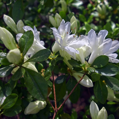 Azalia japońska White Lady (C2)