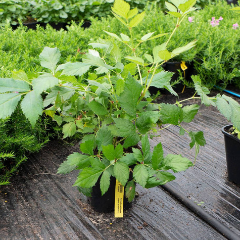 Tawułka chińska Vision in Inferno (C2)