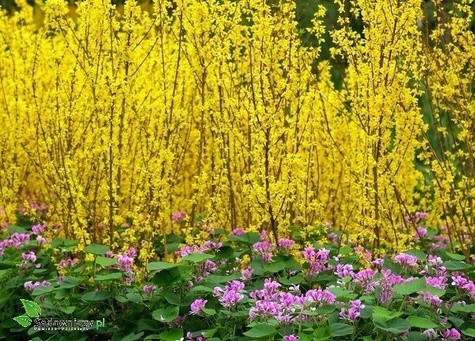 Forsycja pośrednia Spectabilis PA80