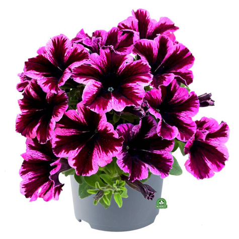 Surfinia Go Tunia Cosmic Pink NOWOŚĆ