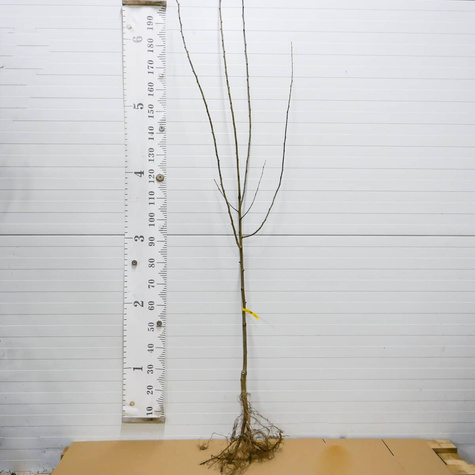 Śliwa Cacanska Lepotica Plant Pack