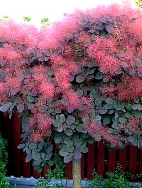 Perukowiec podolski forma pienna (C2)