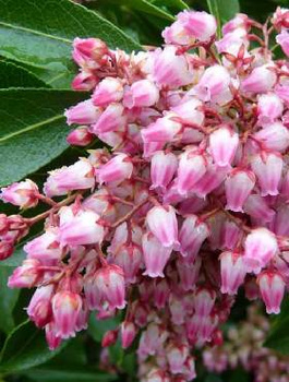 Pieris japoński Valley Rose (C2)