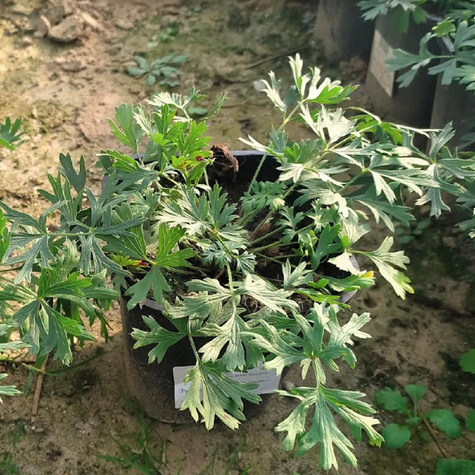 Sasanka zwyczajna Red Shades (C2)