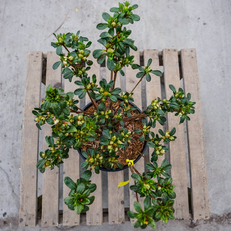 Azalia japońska Kermesina Rosé (C2)