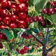 Zestaw Czereśni Karłowych Plant Pack