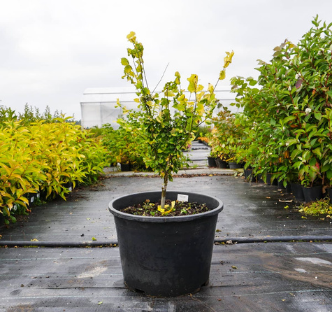 Wiąz holenderski Wredei (C20)