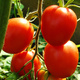 Pomidor gruntowy karłowy Granit 1g