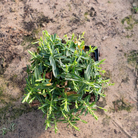 Goździk kropkowany Albus