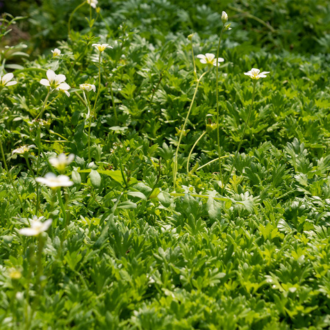 Skalnica Andersa biała (C2)