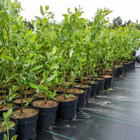 Borówka amerykańska wysoka Bonifacy średnio wczesna